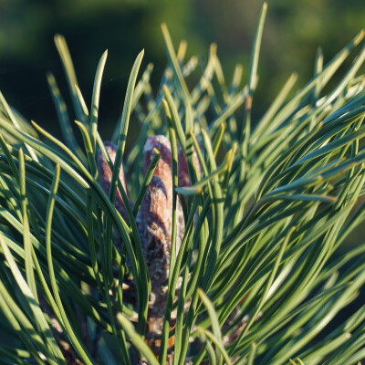 Pinus mugo uncinata (2)